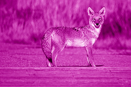 Crossing Coyote Glares Across Bridge Walkway (Pink Shade)