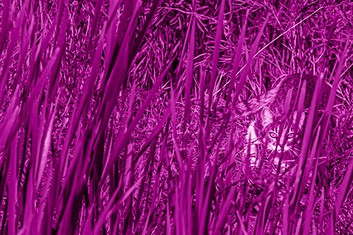 Crouching Cat Hunting Among Tall Reed Grass (Pink Shade)