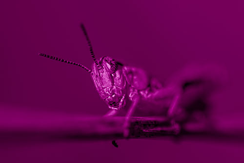 Crouching Grasshopper Gripping Onto Grass Blade (Pink Shade)