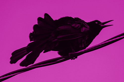Crouching Great Tailed Grackle Squeaking Atop Cable (Pink Shade)