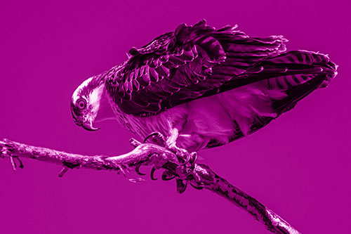 Crouching Osprey Hawk Looking Below Shredded Tree Branch (Pink Shade)