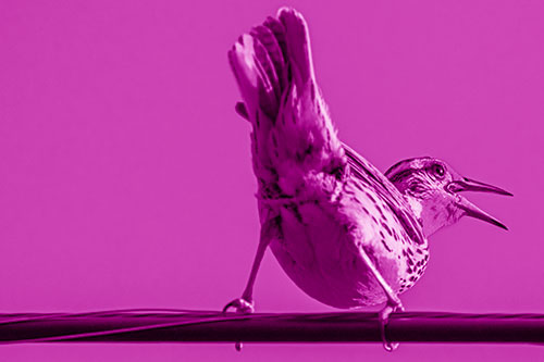 Crouching Western Meadowlark Singing Towards Sunlight (Pink Shade)