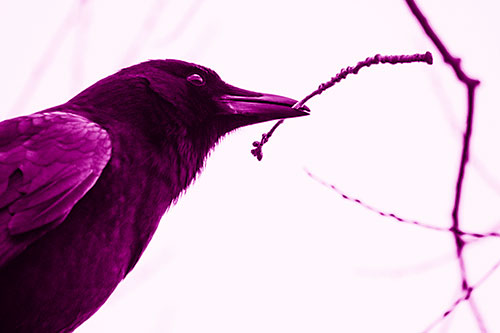 Crow Clasping Stick Among Tree Branches (Pink Shade Photo)
