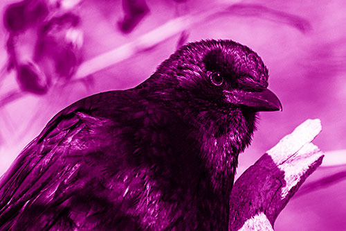Crow Enjoys Sunshine Atop Broken Tree Branch (Pink Shade)