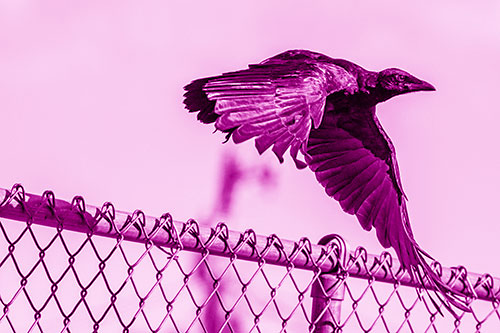 Crow Flying Over Chain Link Fence (Pink Shade)