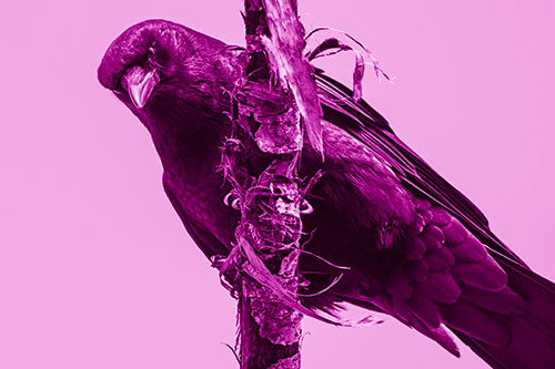 Crow Glaring Downward Atop Peeling Tree Branch (Pink Shade Photo)