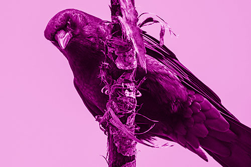 Crow Glaring Downward Atop Peeling Tree Branch (Pink Shade)