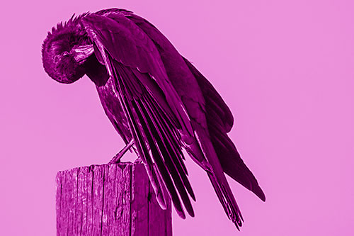 Crow Grooming Wing Atop Wooden Post (Pink Shade Photo)