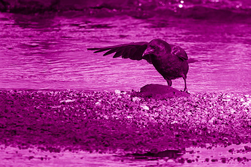Crow Pointing Upstream Using Wing (Pink Shade Photo)