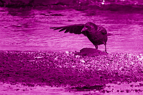 Crow Pointing Upstream Using Wing (Pink Shade)