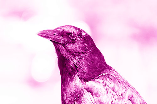 Crow Posing For Headshot (Pink Shade Photo)