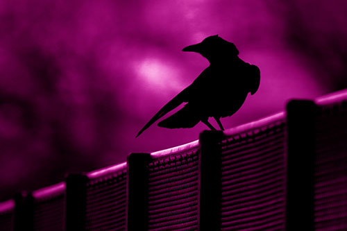 Crow Silhouette Atop Guardrail (Pink Shade Photo)