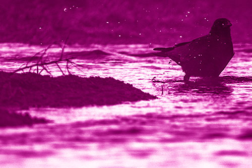 Crow Splashing River Water (Pink Shade Photo)
