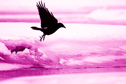 Crow Taking Flight Off Icy Shoreline (Pink Shade Photo)