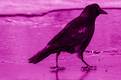 Crow Walking Along Frozen River Ice (Pink Shade)