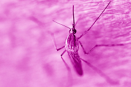 Culex Pipien Mosquito Resting Vertically (Pink Shade Photo)