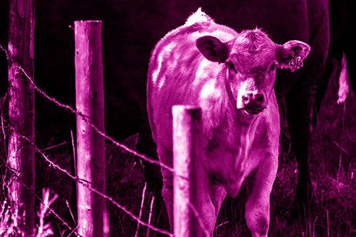 Curious Cow Calf Making Eye Contact (Pink Shade Photo)