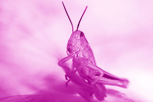 Curious Crouching Grasshopper Perched Atop Leaf Petal (Pink Shade)