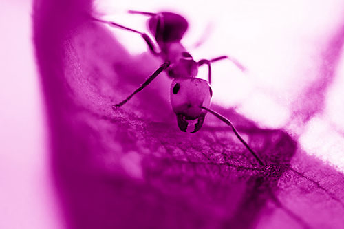 Curious Fire Ant Spreads Mandibles Among Sloping Milkweed Leaf (Pink Shade)