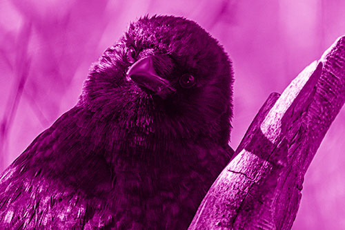 Curious Head Tilting Crow Perched Among Tree Branch (Pink Shade Photo)