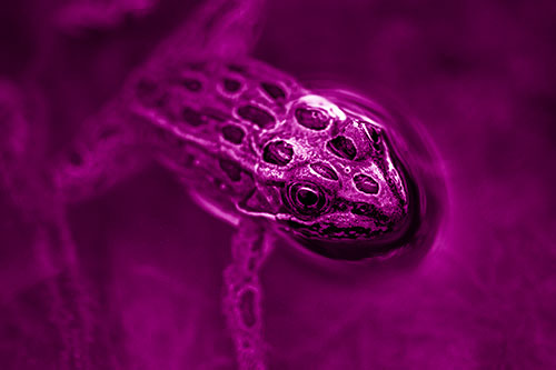 Curious Leopard Frog Peeking Head Above Water (Pink Shade Photo)