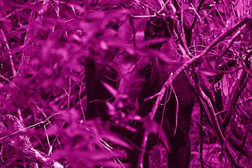 Curious Moose Looking Around (Pink Shade Photo)