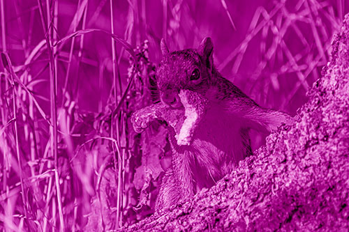 Curious Pizza Crust Squirrel (Pink Shade Photo)