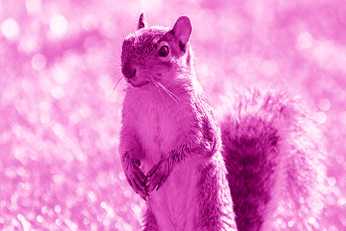 Curious Squirrel Standing On Hind Legs (Pink Shade Photo)