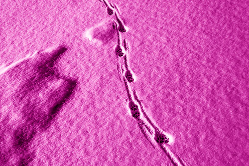 Curving Animal Footprint Trail Dragging Along Snow (Pink Shade Photo)