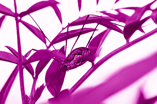 Daddy Longlegs Harvestmen Spider Crawling Down Plant Stem (Pink Shade Photo)