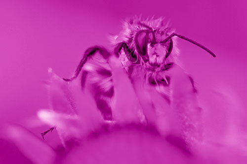 Damp Honey Bee Crawling Over Blanket Flower (Pink Shade)
