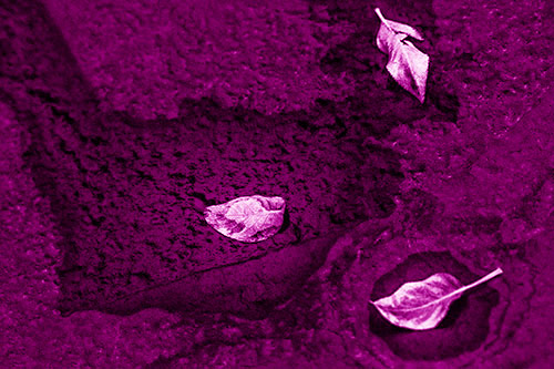 Damp Leaf Face Rests Atop Wet Desiccating Pavement (Pink Shade)