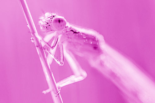 Damselfly Clamping Onto Grass Blade (Pink Shade)