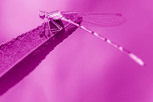 Damselfly Clamping Onto Leaf Petal Edge (Pink Shade)