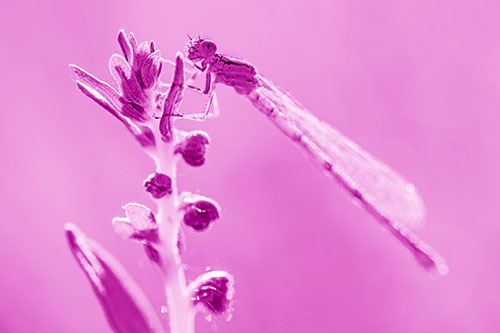 Damselfly Clings Ahold Plant Top (Pink Shade)
