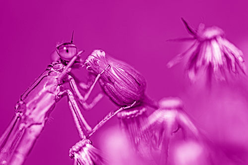 Damselfly Rubbing Eye Among Horseweeds (Pink Shade)