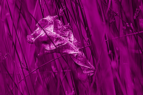 Dead Decayed Leaf Rots Among Reed Grass (Pink Shade Photo)
