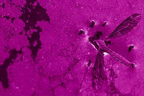 Dead Floating Crane Fly Partly Submerged Among Oily Water (Pink Shade)