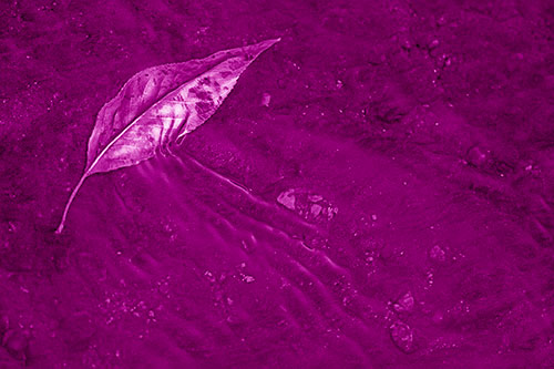 Dead Floating Leaf Creates Shallow Water Ripples (Pink Shade Photo)