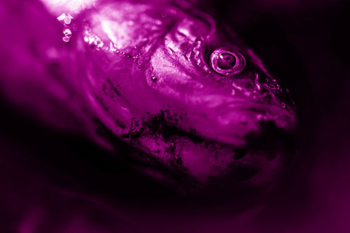 Dead Freshwater Whitefish Washed Ashore (Pink Shade)