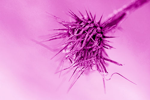 Dead Frigid Spiky Salsify Flower Withering Among Cold (Pink Shade Photo)