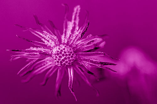 Dead Frozen Ice Covered Aster Flower (Pink Shade)