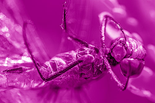 Dead Grotesque Dragonfly Peeling Eye Apart (Pink Shade)