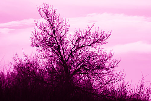 Dead Leafless Tree Standing Tall (Pink Shade Photo)