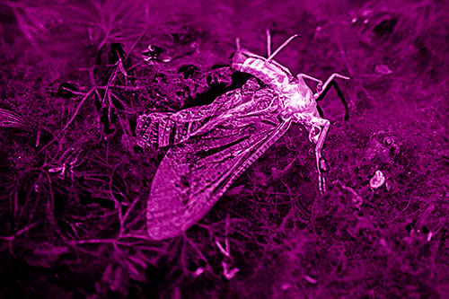 Dead Mayfly Rests Among Shallow Shore (Pink Shade)