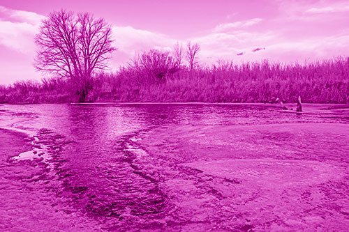 Dead Trees Surround Ice Melting River (Pink Shade)