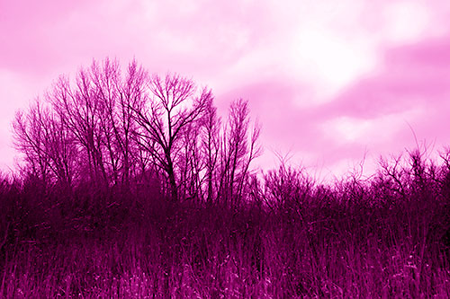 Dead Winter Tree Clusters Among Tall Grass (Pink Shade Photo)