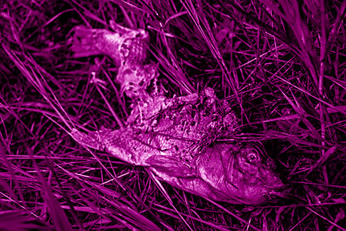 Decaying Salmon Fish Rotting Among Grass (Pink Shade Photo)