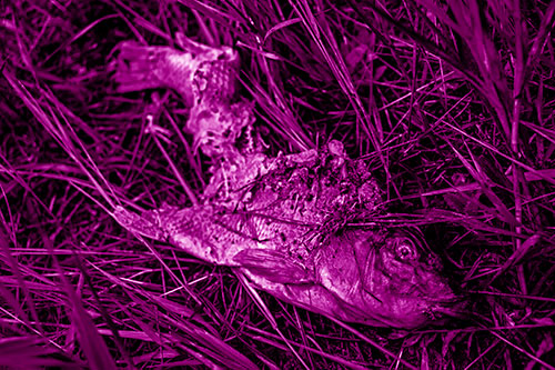 Decaying Salmon Fish Rotting Among Grass (Pink Shade)