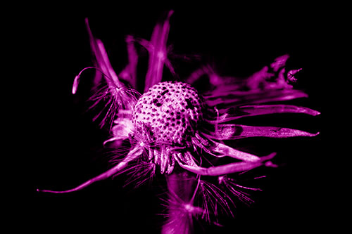 Decaying Seed Toothed Dandelion Creature (Pink Shade)